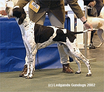 2nd Limit Dog